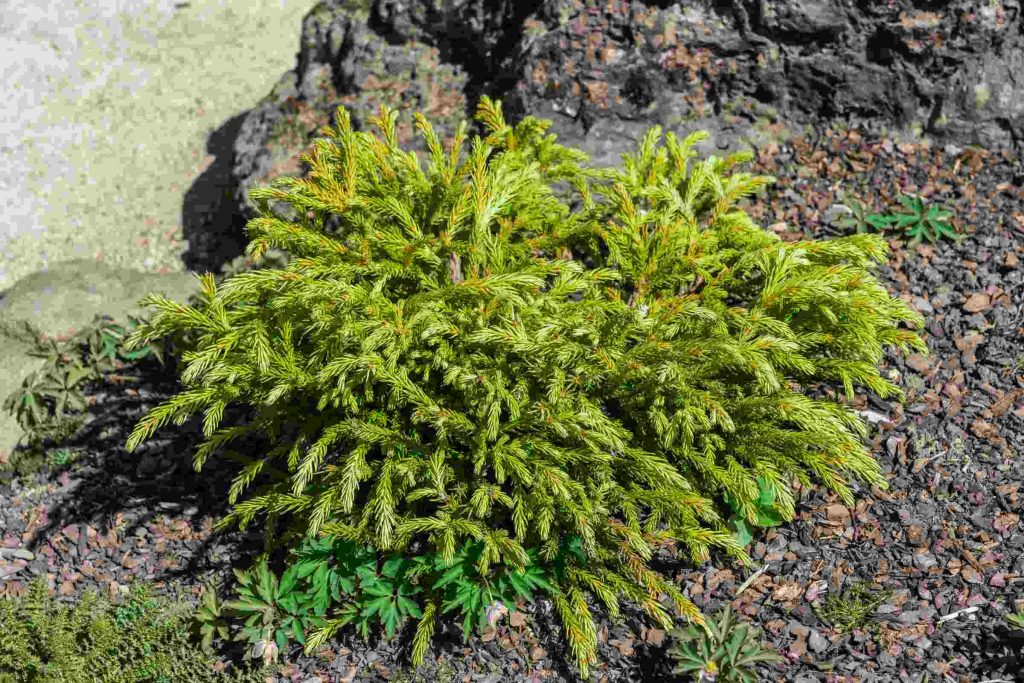 Kryptomeria japonská