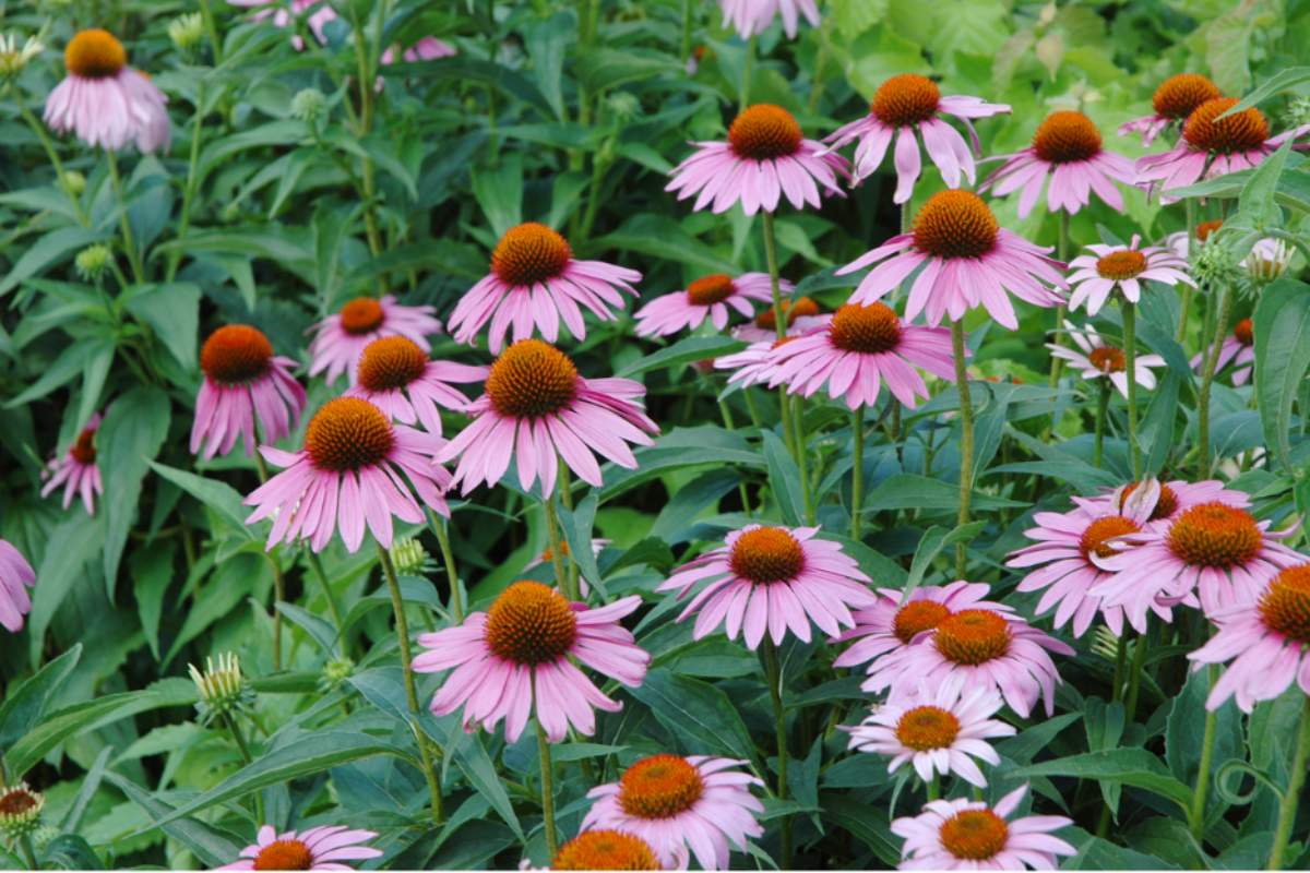 echinacea do jesennej zahrady