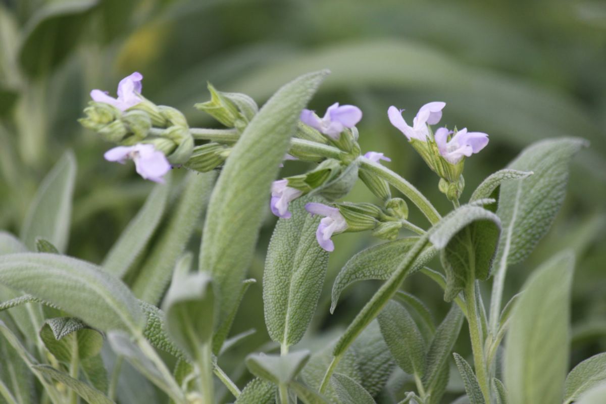 salvia do jesennej zahrady